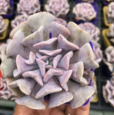 Echeveria Cubic Frost 雪精靈