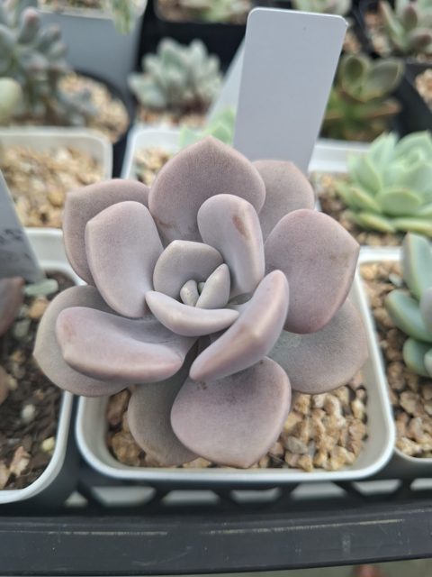Graptoveria 'Margaret Rose'諾馬