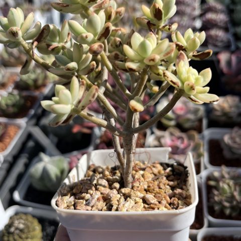 Sedum Jelly Bean Mickey Variegated 米奇錦