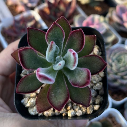 Echeveria pulvinata 'Ruby Blush' 錦晃星