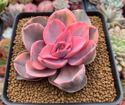 Echeveria West Rainbow