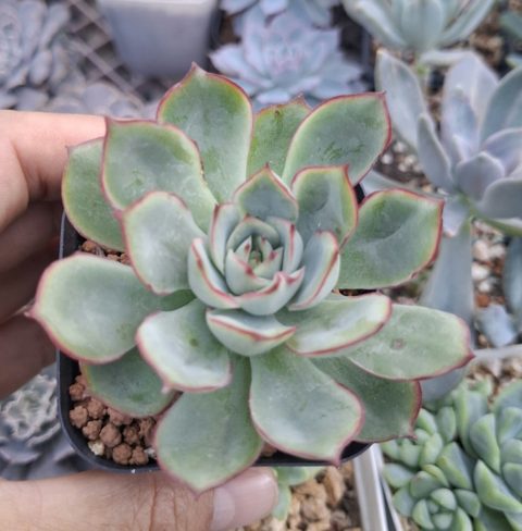 Echeveria 'Moon Goddess' 月光女神