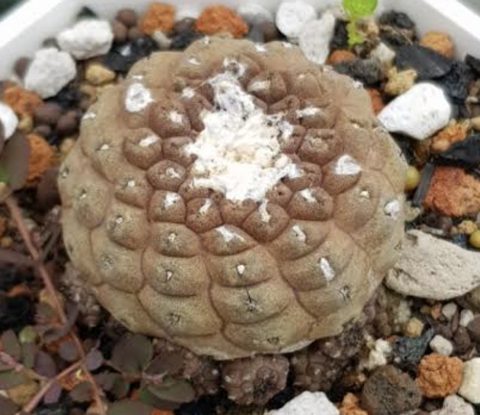 Cactus, Copiapoa Hypogaea 疣仙人