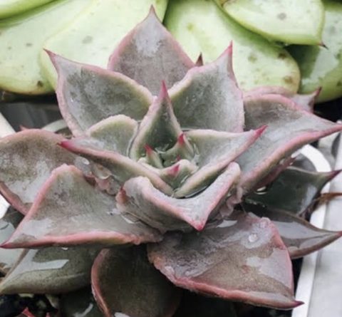 Echeveria madiba 馬迪巴