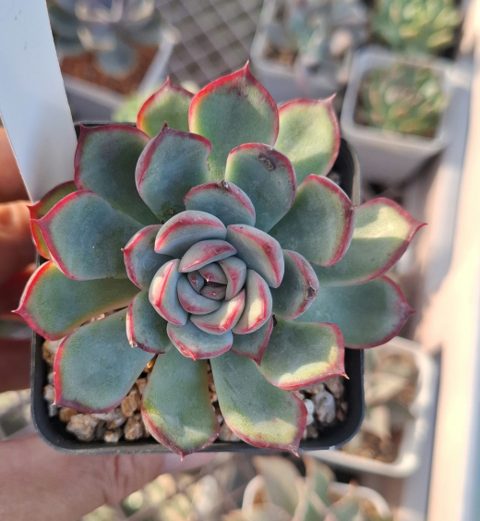 Echeveria Haru Urara 春麗