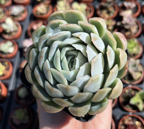 Echeveria Mexican Snowball 墨西哥雪球
