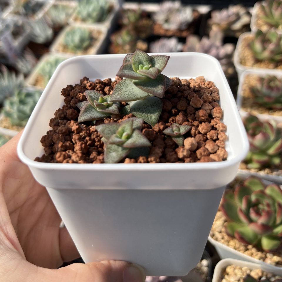Crassula Conjuncta 星王子