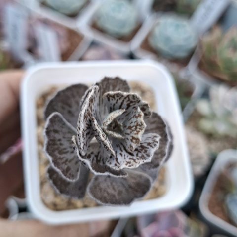 Kalanchoe rhombopilosa 扇雀