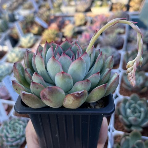 Echeveria pulidonis 花月夜