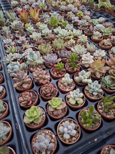 10 Pack Succulent Babies (rooted in 2.5cm pot) – Random 10 pots