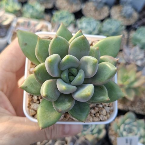 Pachyveria Rough