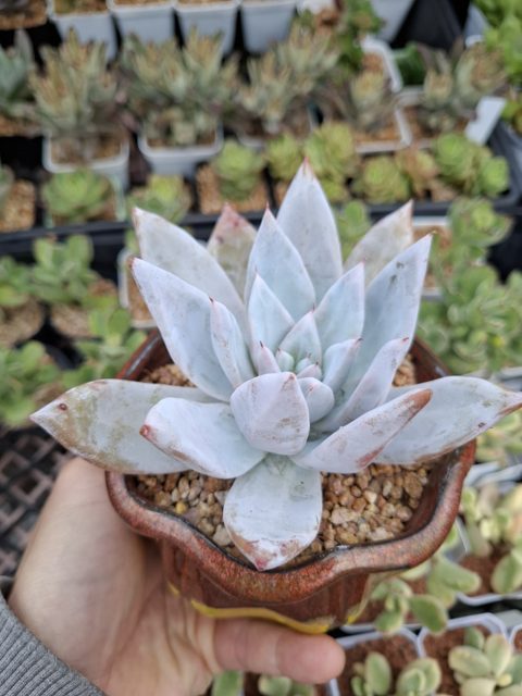 Echeveria Mexican giant (10cm pot) 墨西哥巨人