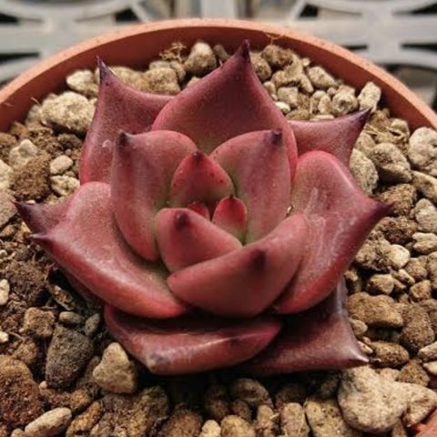 Echeveria Romeo 羅密歐