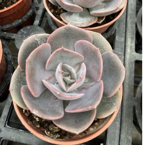 Echeveria Dust Rose 紅塵玫瑰