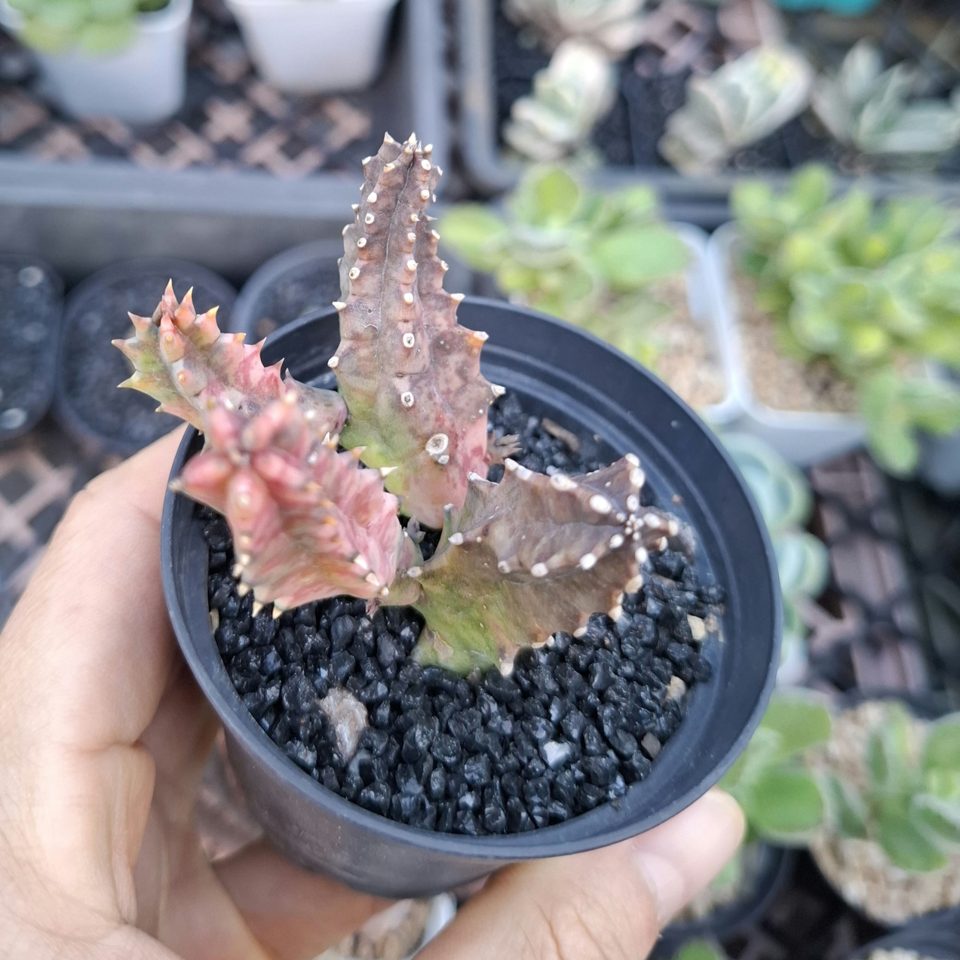 Huernia zabrina f. variegated 犀牛角錦