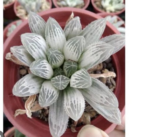 Haworthia cooperi Silver Swirls 白斑玉露