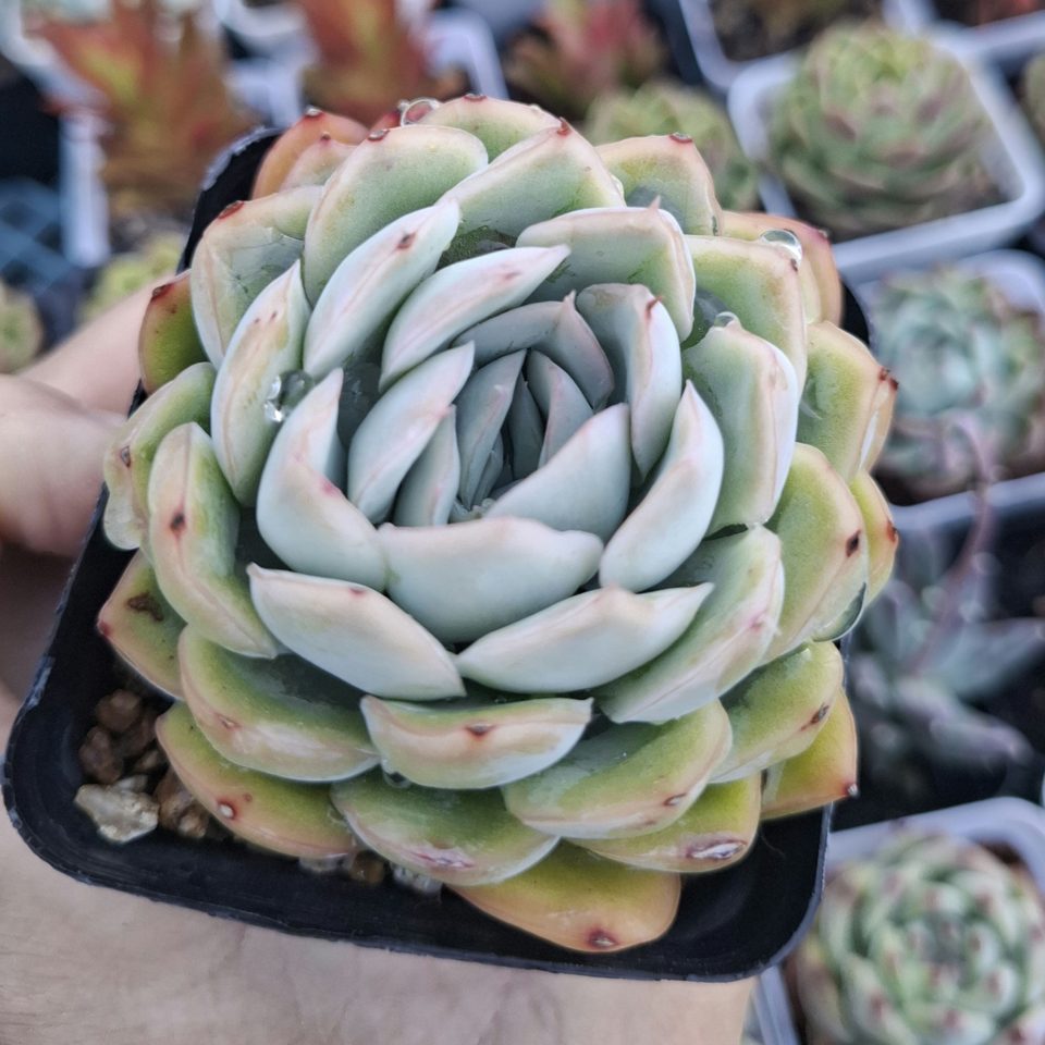 Echeveria strawberry (ice berry) 冰梅