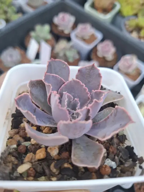 Echeveria shaviana 'Pink Frills' 粉紅莎薇娜