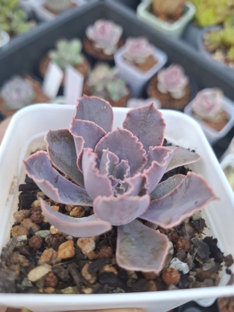 Echeveria shaviana 'Pink Frills' 粉紅莎薇娜