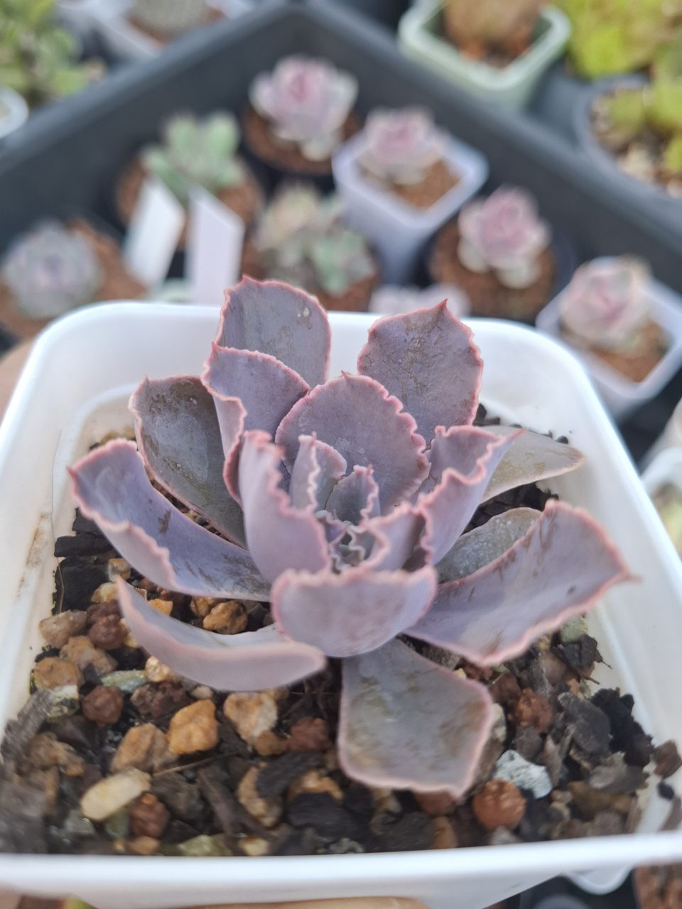 Echeveria shaviana 'Pink Frills' 粉紅莎薇娜