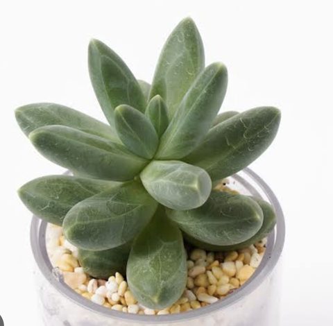 Pachythytum compactum 千代田之松