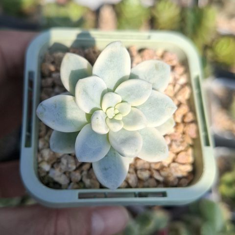 sedum clavatum variegated 勞爾錦
