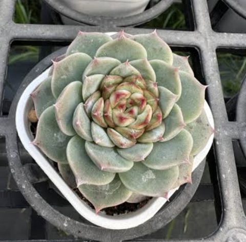 Echeveria red velvet 天鵝絨