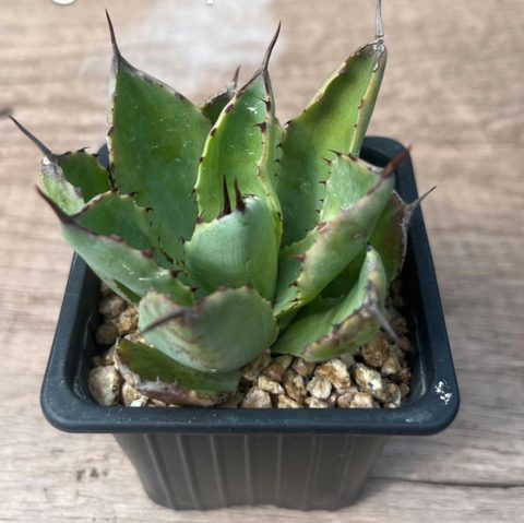 Agave potatorum 龍舌蘭