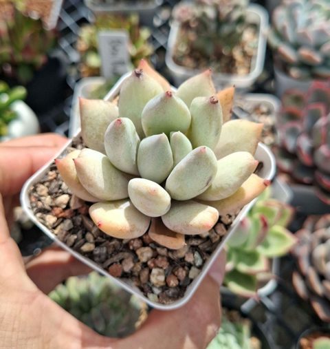 Echeveria Machete 白雪女王