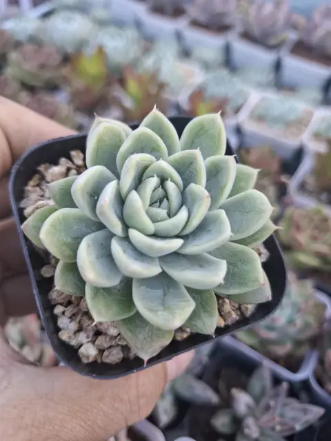 Echeveria Doll Barbie 芭比娃娃