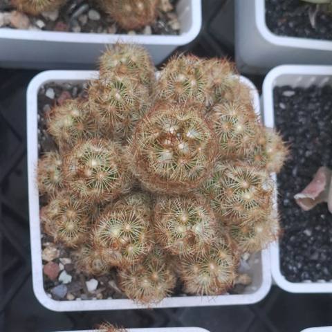 Cactus, Mammillaria Elongata 金手指