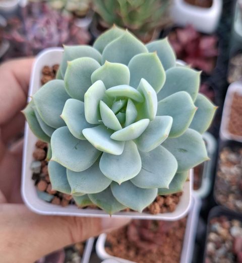 Echeveria Derenbergii 原始靜夜
