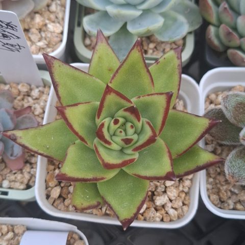 Echeveria Lipstick 口紅