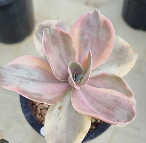 Echeveria Decora variegated 德克拉錦