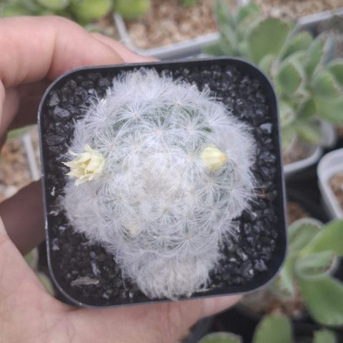 Cactus, Mammillaria plumosa Feature 白星羽毛