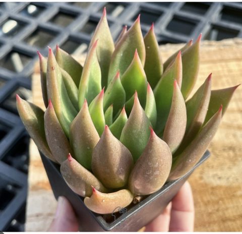 Echeveria Agavoides Victor Reiter 聖者騎兵