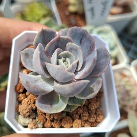 Echeveria Blue Surprise Variegated 藍色驚喜錦