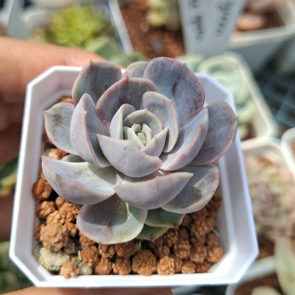 Echeveria Blue Surprise Variegated 藍色驚喜錦