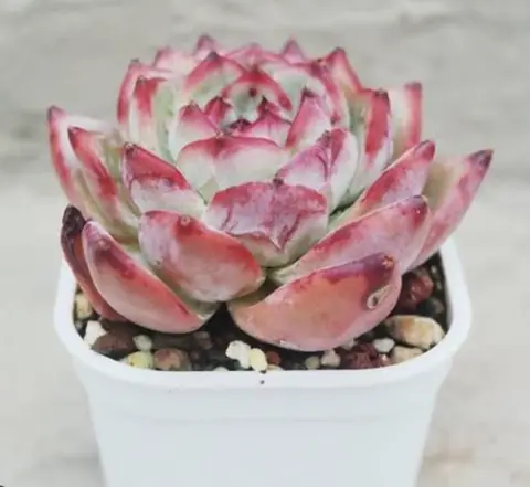 Echeveria Latam/ Ratam 拉糖