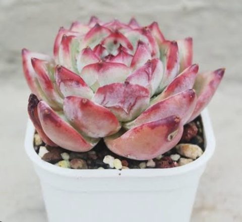 Succulents under ten dollars