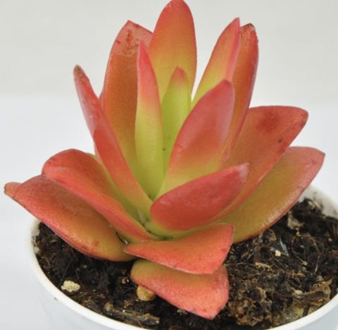Crassula Campfire 火祭
