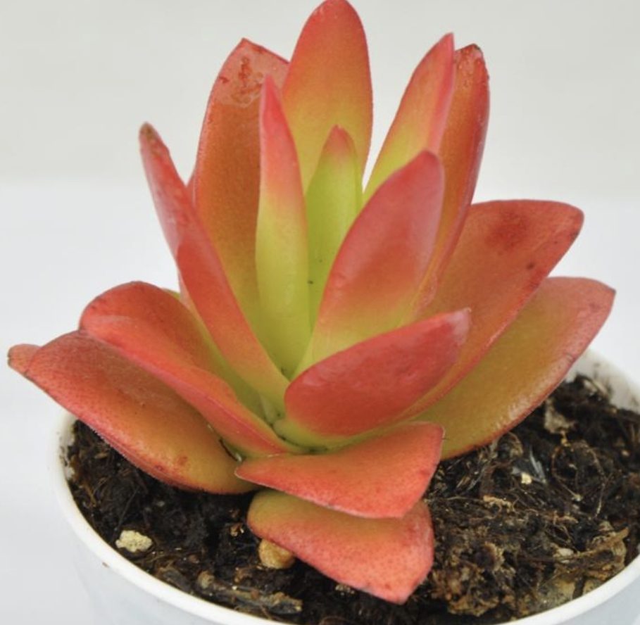 Crassula Campfire 火祭