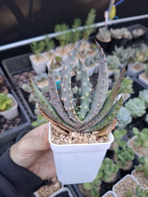 Aloe marlothii 鬼切丸蘆薈