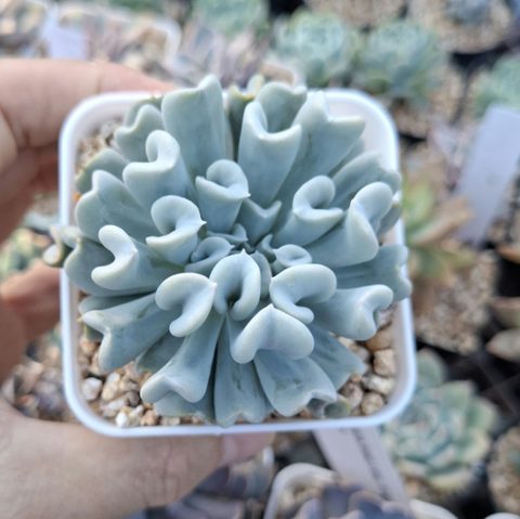 Echeveria 'Topsy Turvy' 特玉蓮