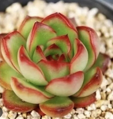 Echeveria Puli-lindsayana 保利安娜