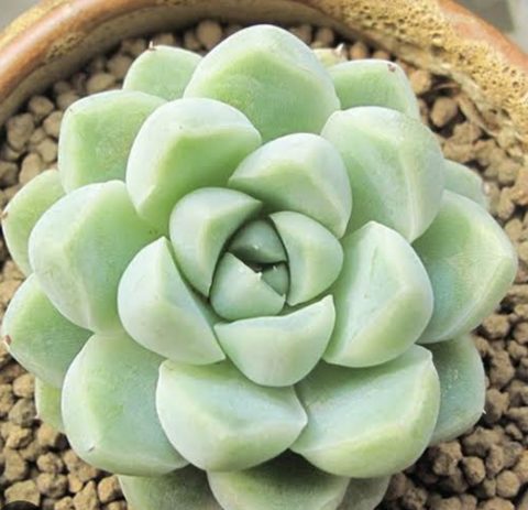 Echeveria albicans 厚葉月影