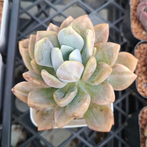 Pachyveria Pachytoides Variegated 冬美人錦