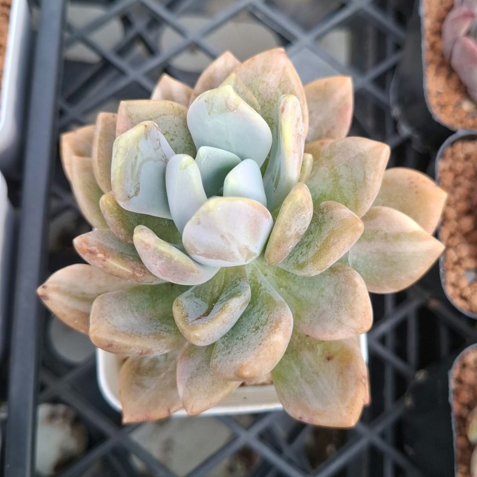 Pachyveria Pachytoides Variegated 冬美人錦