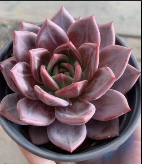 Echeveria purple champagne 紫香檳