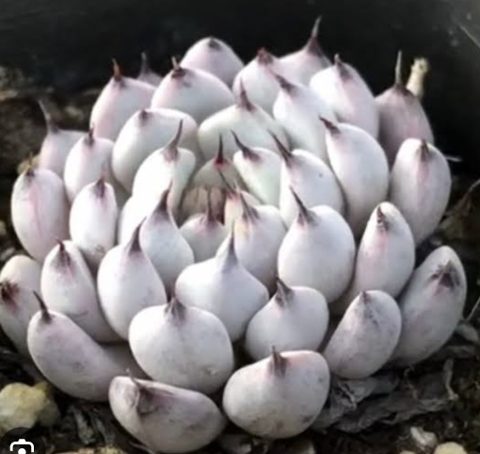 Echeveria White Zarahoza 白爪